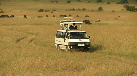 Safari vans sightseeing Stock Footage 33699455