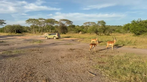 Safari vehicle passing by a group of impalas at sunset Stock Footage 337442575
