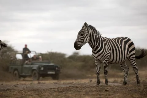 Safari viewing 스톡 사진
