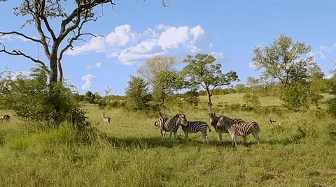 Safari wide angle Video stock 43032470
