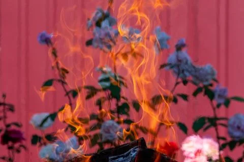 Safe fire in nature. Stock Photos