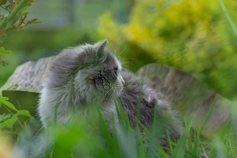 Safe space for cat walks concept photo. Creating a safe garden for walking pe 스톡 사진