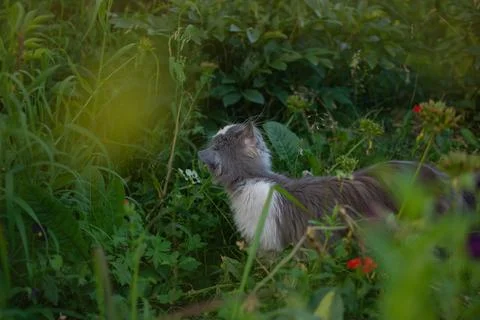 Safe space for cat walks concept photo. Creating a safe garden for walking pe Stock Photos