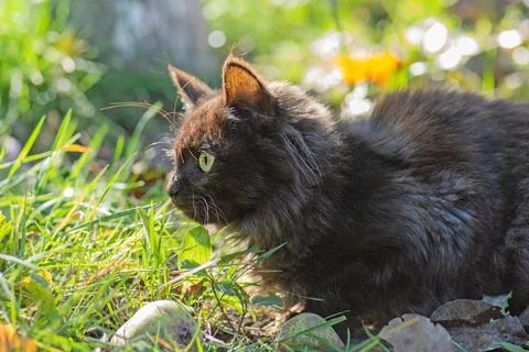 Safe space for the pets first walk outside. Surprised cat is outside in the g Stock Photos