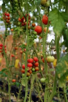 Safe vegetable farm, Da Lat tomato garden Stock Photos