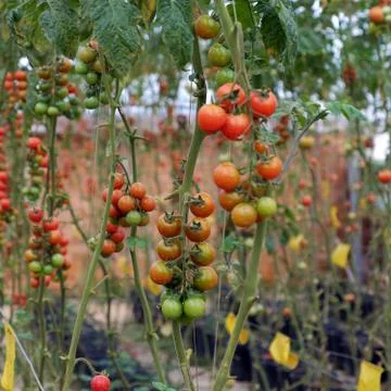 Safe vegetable farm, Da Lat tomato garden Stock Photos