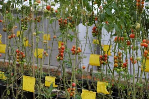 Safe vegetable farm, Da Lat tomato garden Stock Photos