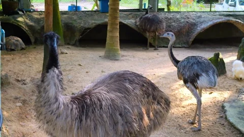 Safeguarding Emus Ostriches: Discover commitment to nurturing and preserving 스톡 동영상 248064106