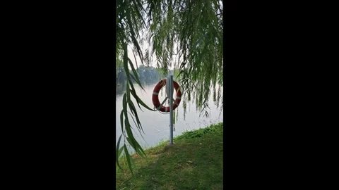 Safety lifebuoy ring under willow tree branches Stock Footage 337787999