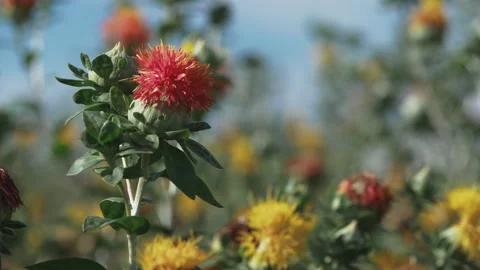 Safflower bloom Видео 232842364