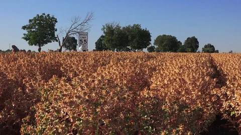 Safflower Farmer inspecting the new crop, pan right across safflower crop Video stock 78039450