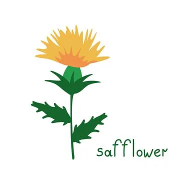 Safflower isolated plant Stock Illustration