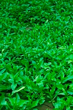 Safflower, Leafy vegetable Stock Photos