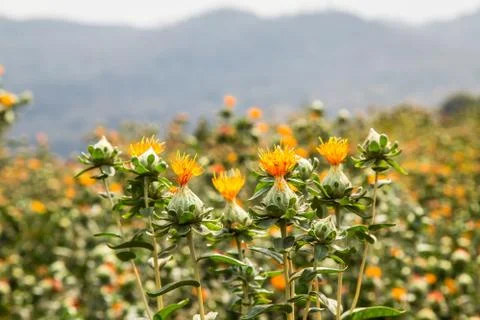 Safflower Stock Photos