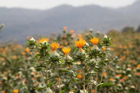 Safflower Stock Photos