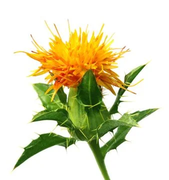 Safflower Stock Photos