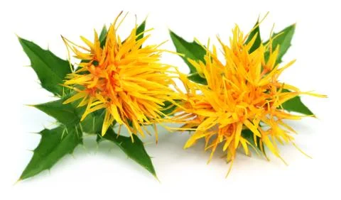 Safflower Stock Photos