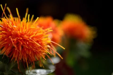 Safflowers Side Stock Photos