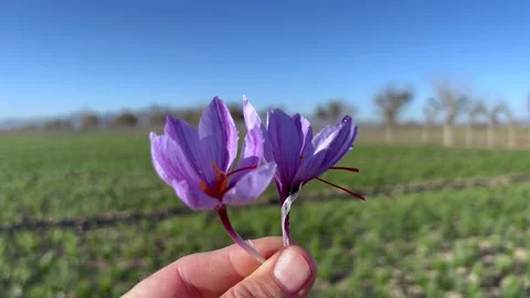 Saffron blossoms in the farm landscape Stock Footage 170078441