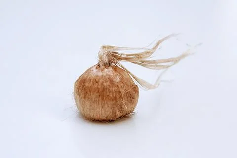 Saffron bulb isolated on a white background. Stock Photos