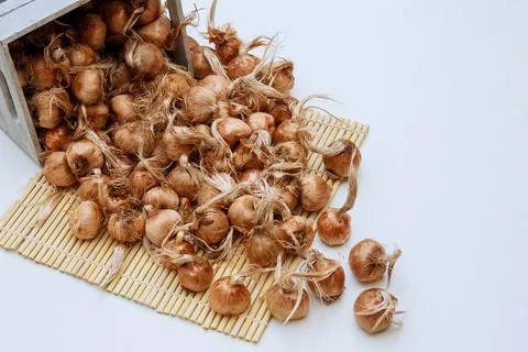 Saffron bulb isolated on a white background. Stock Photos