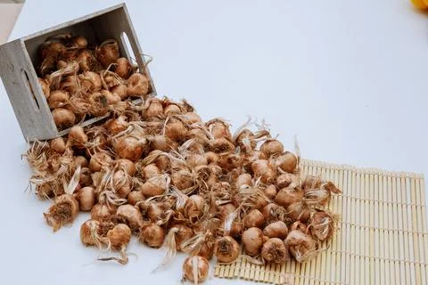 Saffron bulb isolated on a white background. Stock Photos