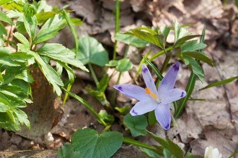 Saffron close-up in spring forest dry leaves Stock Photos