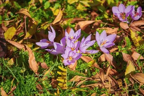 Saffron Crocus Blooming Stock Photos