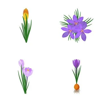 Saffron crocus blooming process and bulb illustration Stock Illustration