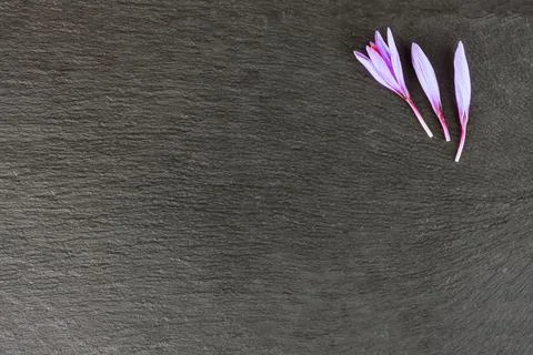 Saffron crocus buds on a black background. Place for text. Stock Photos