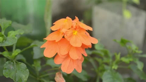 Saffron Crocus Close-up. Light saffron color Autumn crocus(Crocus chrysanthus Stock Footage 143093344