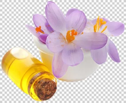 Saffron crocus flower with extract Stock Photos