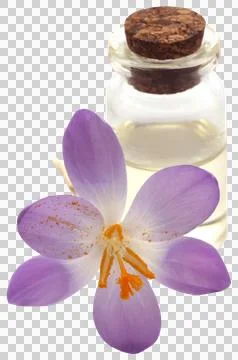 Saffron crocus flower with extract Stock Photos