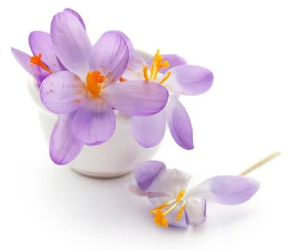 Saffron crocus flower Stock Photos
