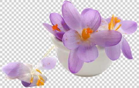 Saffron crocus flower Stock Photos