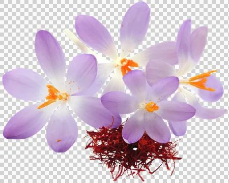 Saffron with crocus flower Stock Photos