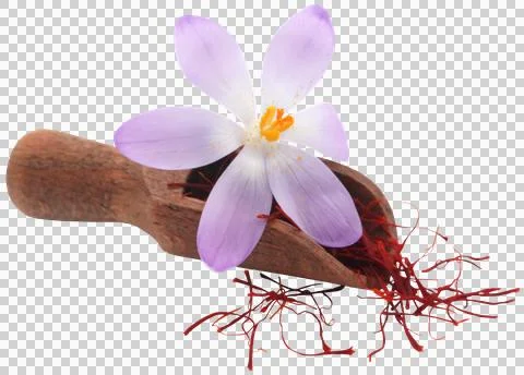 Saffron with crocus flower Stock Photos