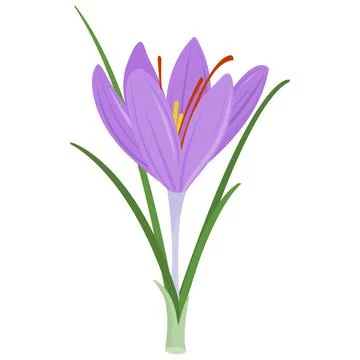 Saffron crocus flower. Vector illustration Stock Illustration