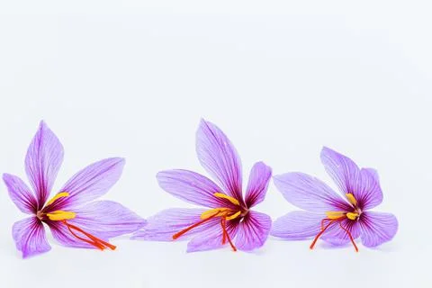 Saffron crocus flower on white background. Copyspace. Place for your text. Stock Photos
