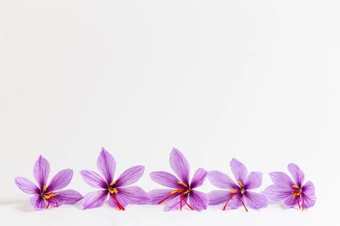 Saffron crocus flower on white background. Copyspace. Place for your text. Sa Stock Photos