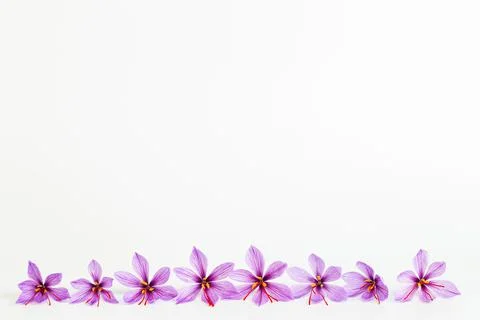 Saffron crocus flower on white background. Copyspace. Place for your text. Sa Stock Photos