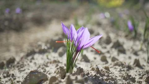 Saffron crocus flower_1 Stock Footage 234057199
