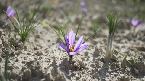 Saffron crocus flower_2 Stock Footage 234057053