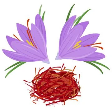 Saffron crocus flowers and threads. Vector illustration Stock Illustration