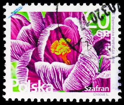 Saffron Crocus (Kwiaty i owoce), Flowers and Fruits serie, circa 2016 Stock Photos