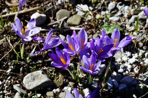 Saffron crocus Stock Photos