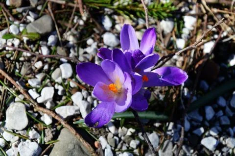 Saffron crocus Stock Photos