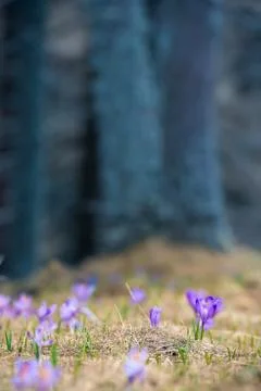 Saffron Crocus sativus first spring flowers blossom in alpine landscape, with Stock-Fotos