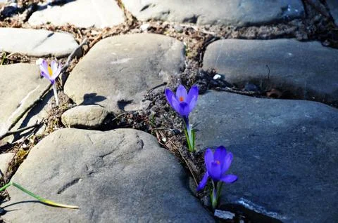 Saffron crocus in the stone path Stock Photos