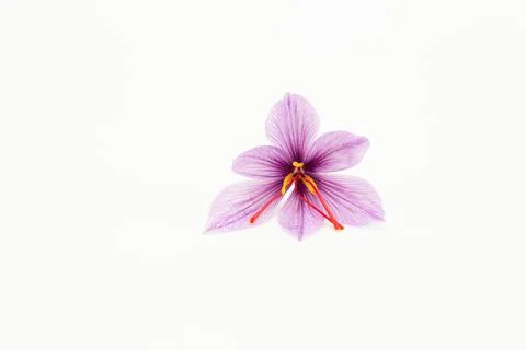Saffron crocus on a white background close up. Place for text. Stock Photos